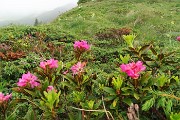 10 Rododendri in fiore